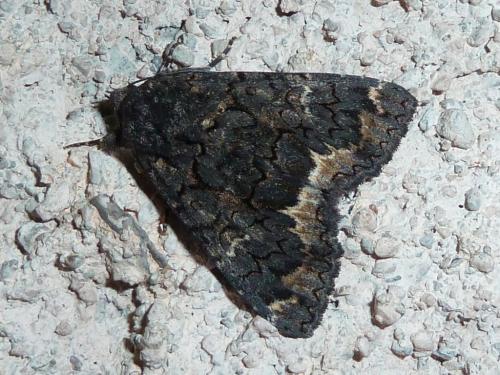 Réf. 168 457 : Catephia alchymista