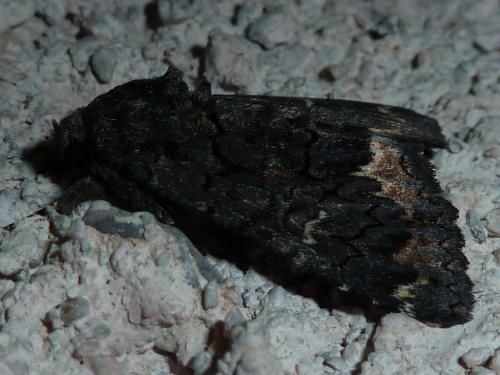 Réf. 168 458 : Catephia alchymista