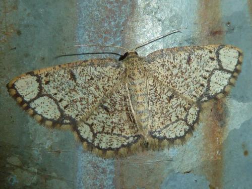 Stegania cararia