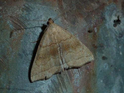 Herminia tarsicrinalis