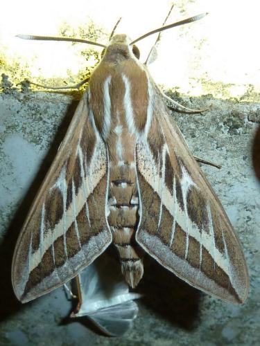 Hyles livornica