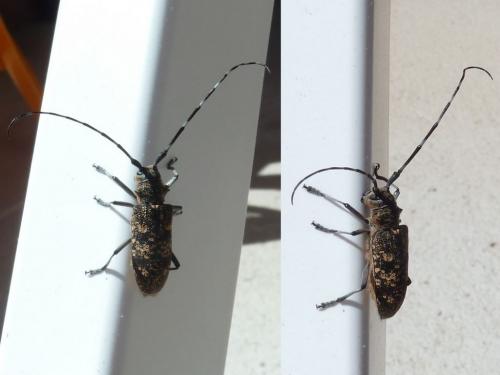 Monochamus sutor