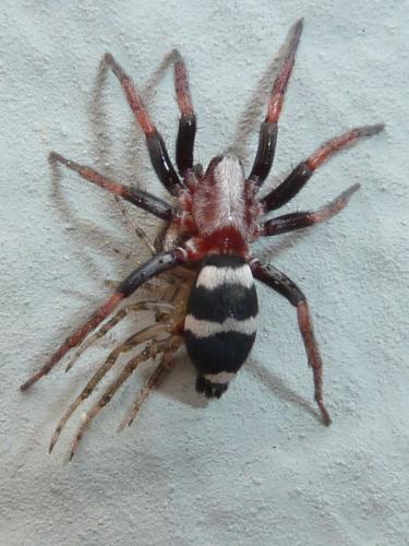 Poecilochroa sp.