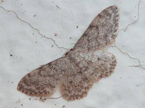 Réf. 168 942 : Idaea sp.
