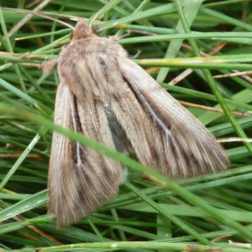Leucania comma