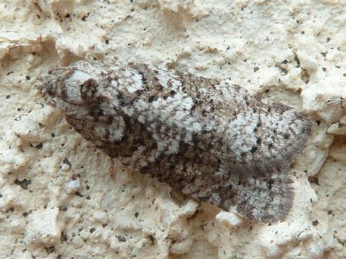 Réf. 168 995 : Cnephasia sp.