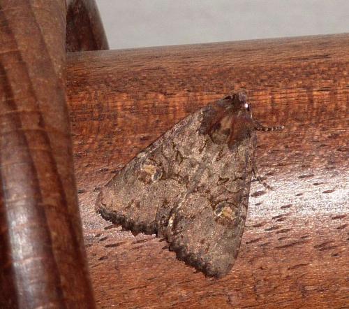 Mesapamea sp.