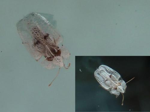 Corythucha ciliata