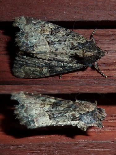 Mesapamea sp.