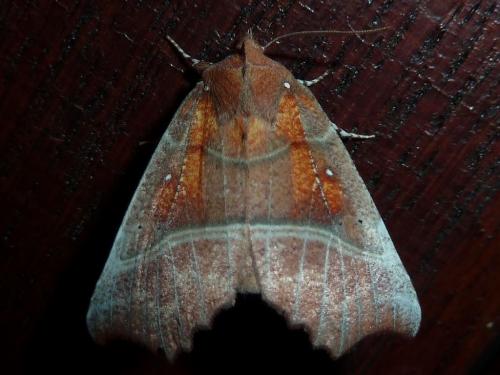 Réf. 168 659 : Scoliopteryx libatrix