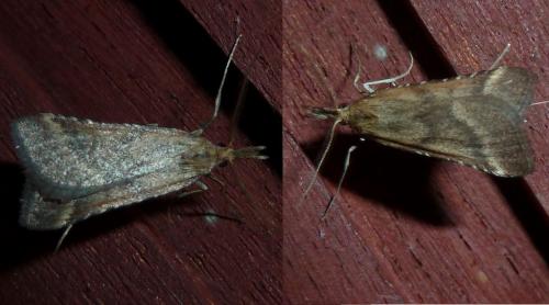 Synaphe punctalis