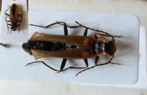 Réf. 168 855 : Podabrus alpinus
