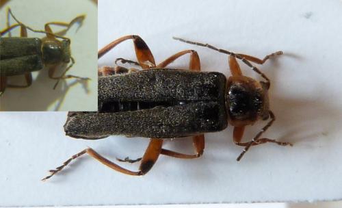 Cantharis nigricans