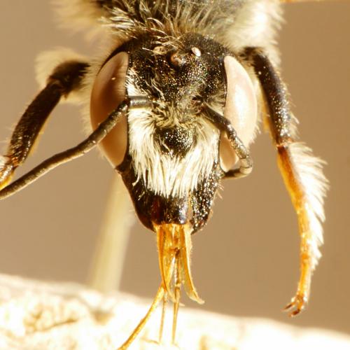 Réf. 168 451 : Megachile ericetorum