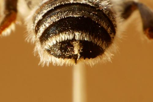 Réf. 168 449 : Megachile ericetorum