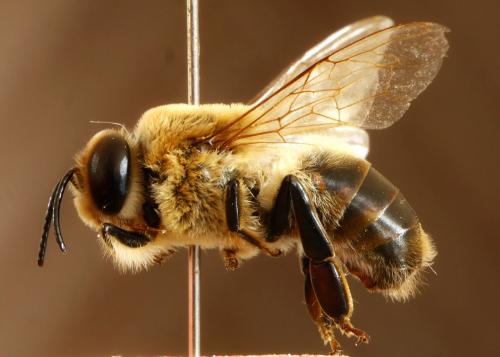 Réf. 168 729 : Apis mellifera