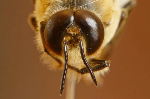 Réf. 168 732 : Apis mellifera