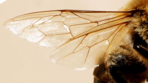 Apis mellifera