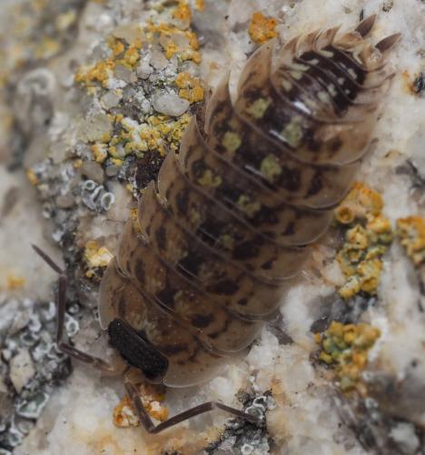 Réf. 168 761 : Porcellio spinicornis