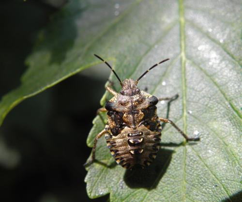 Pentatoma rufipes