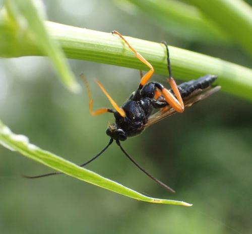 Pimpla rufipes