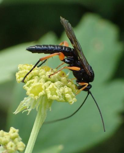 Réf. 168 199 : Pimpla rufipes