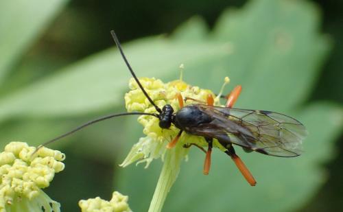 Pimpla rufipes