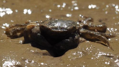 Réf. 168 950 : Hemigrapsus takanoi
