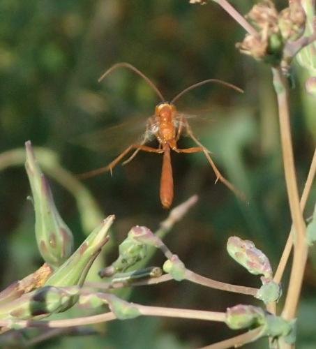 Enicospilus sp.
