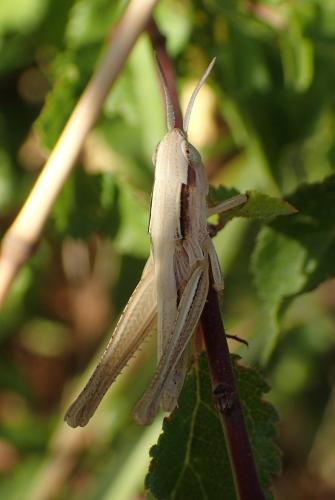 Euchorthippus sp.