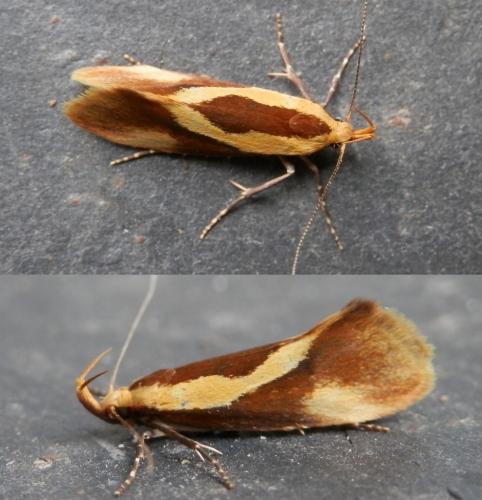 Harpella forficella