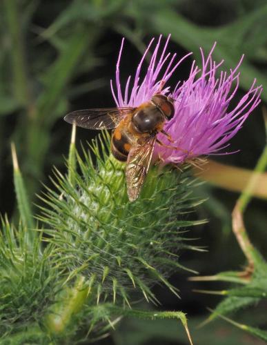 Eristalis pertinax