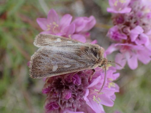 Réf. 168 088 : Cerapteryx graminis