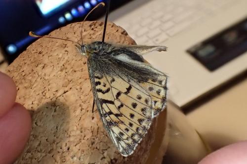Réf. 168 083 : Boloria sp.
