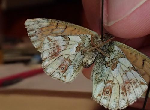 Réf. 168 084 : Boloria sp.