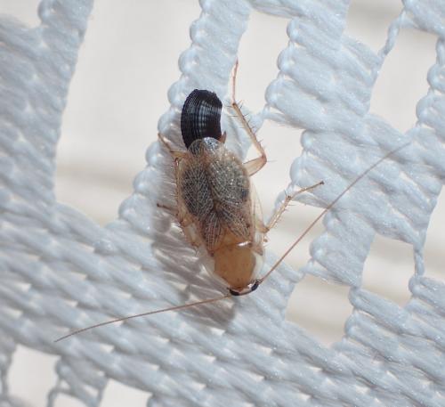 Planuncus vinzi