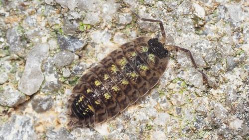 Réf. 168 560 : Porcellio spinicornis