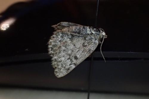 Glacies coracina