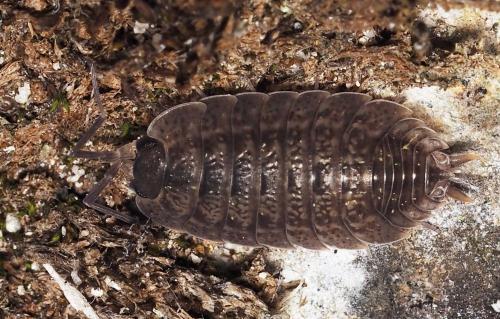 Porcellio sp.