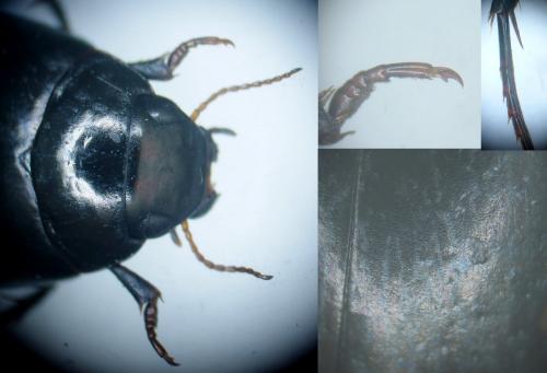 Réf. 168 286 : Agabus biguttatus
