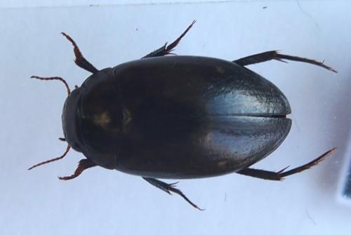 Agabus biguttatus