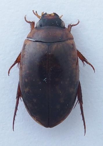 Réf. 168 319 : Agabus conspersus