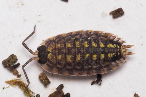 Réf. 168 561 : Porcellio spinicornis