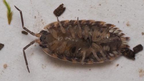 Réf. 168 584 : Porcellio spinicornis