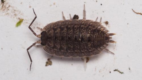 Porcellio sp.