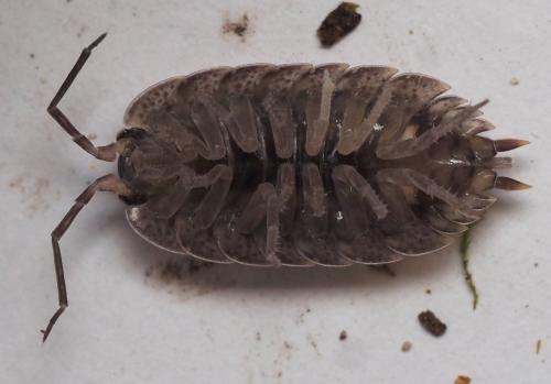 Porcellio sp.