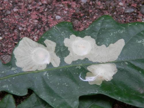 Tischeria ekebladella