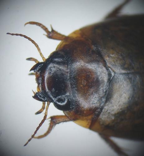 Réf. 168 388 : Agabus conspersus