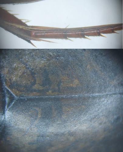 Réf. 168 387 : Agabus conspersus