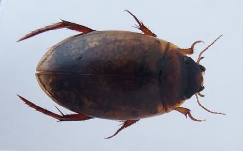 Réf. 168 389 : Agabus conspersus